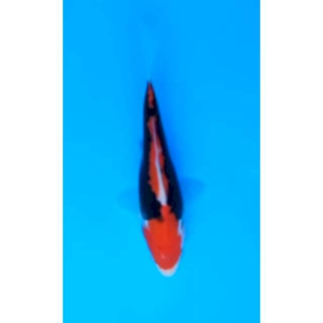 BENI KUMONRYU 13 Cm