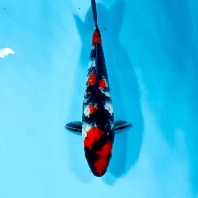 Showa, 24 cm