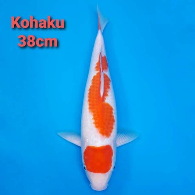 F1 Kohaku 38cm