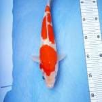 Kohaku