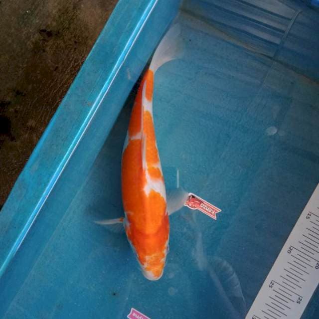 Kohaku 35cm