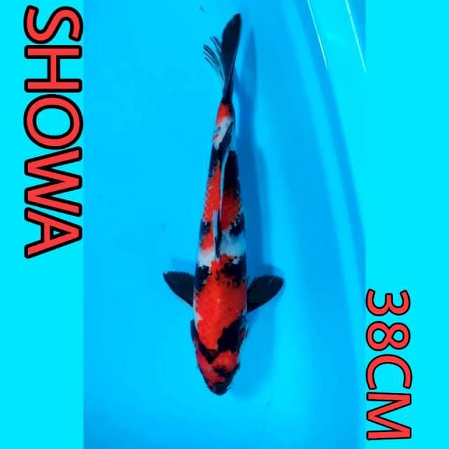 SHOWA 38CM