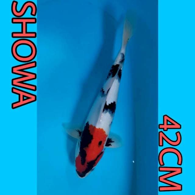 SHOWA 42CM
