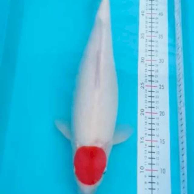 TANCO KOHAKU F1