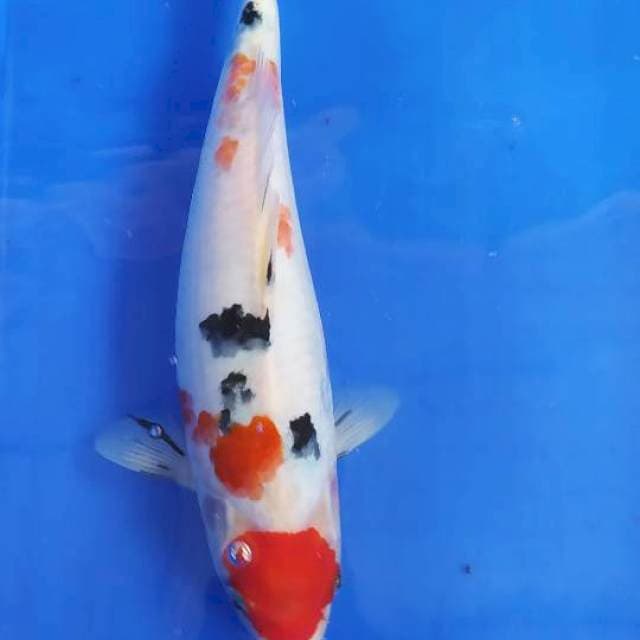Tancho sanke 34 cm bulky