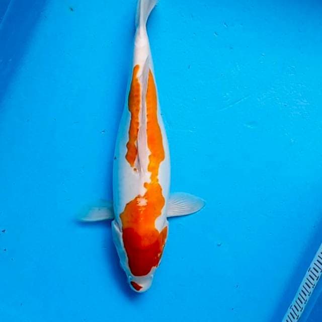 Kohaku calon indukan 40 cm