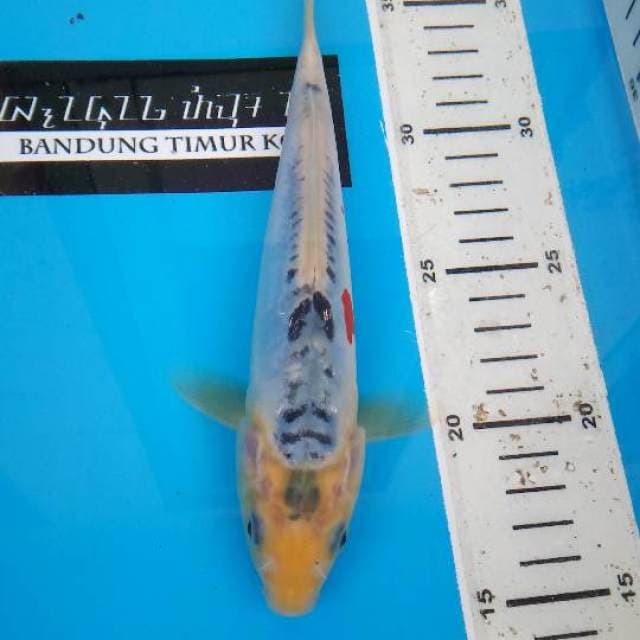Shusui F1 Prima Koi