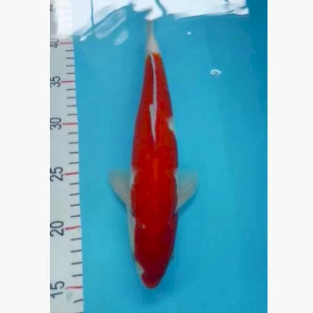 Kohaku