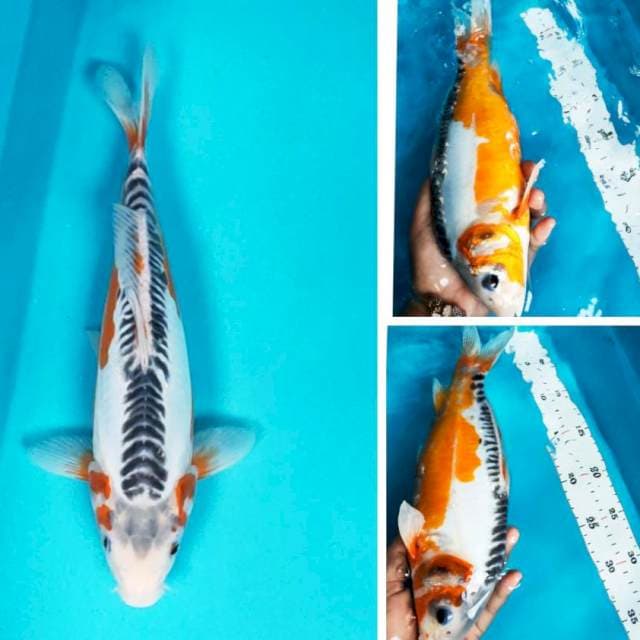 Hana shushui 30cm male