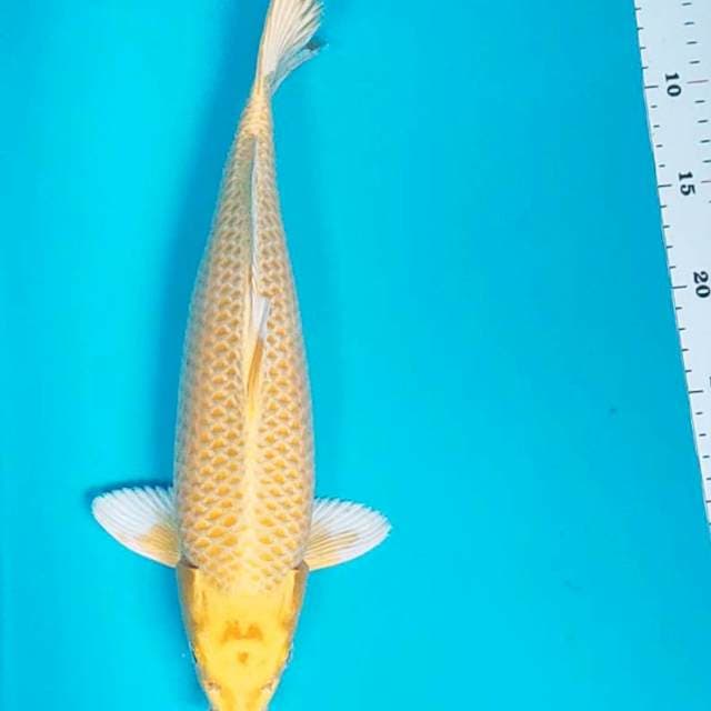 Ogon strong 33cm male