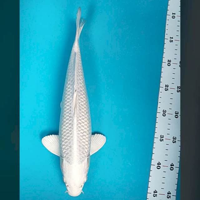 Platinum good fukurin 34cm male