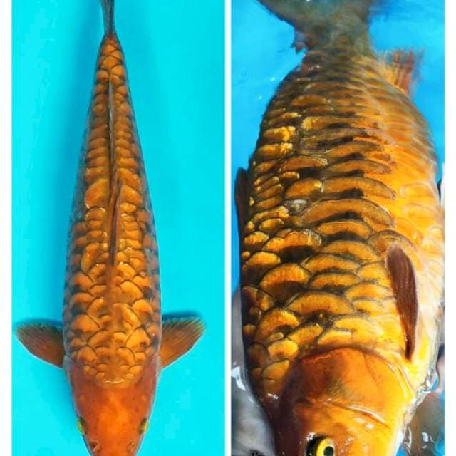 Chagoi sisik naga ginrin 40cm male 