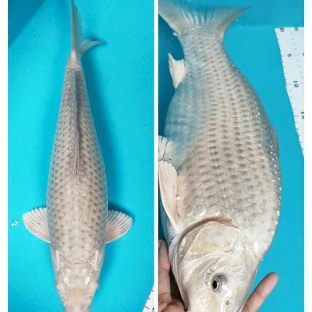 Soragoi punuk onta 36cm male body tebal