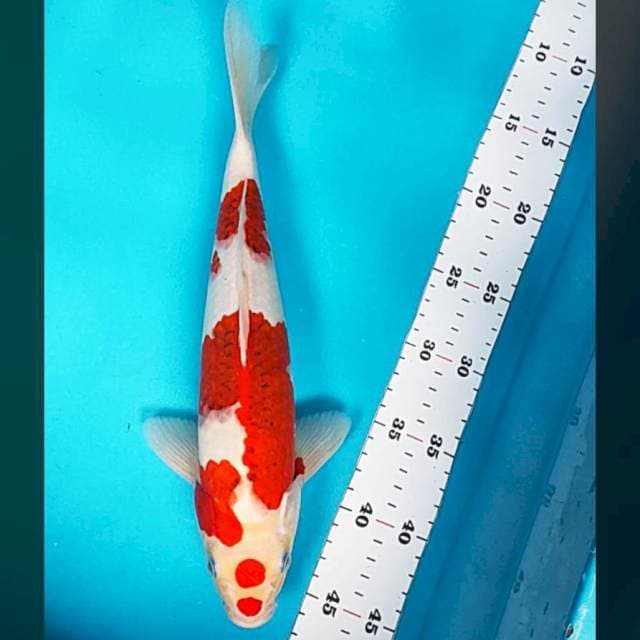 Ai Goromo SQ original 32cm male