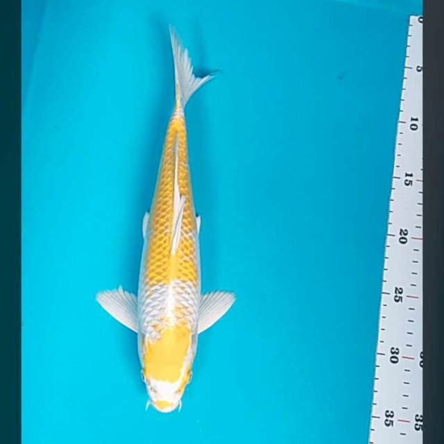 Hariwake strong 33cm male