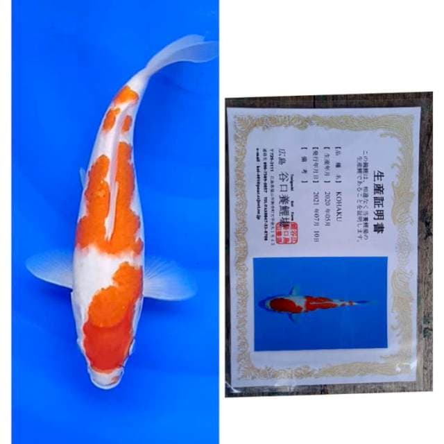 Kohaku Import Taniguchi Bohay