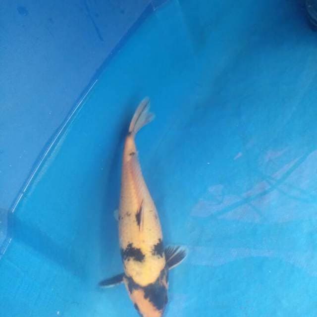 Utsuri  Male
