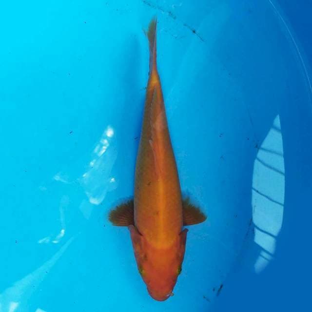 Red Karashi 24 cm