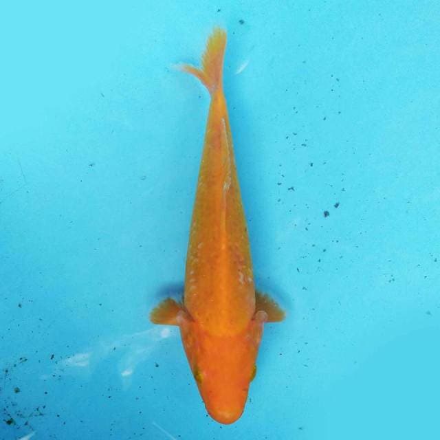Red Karashi 22 cm