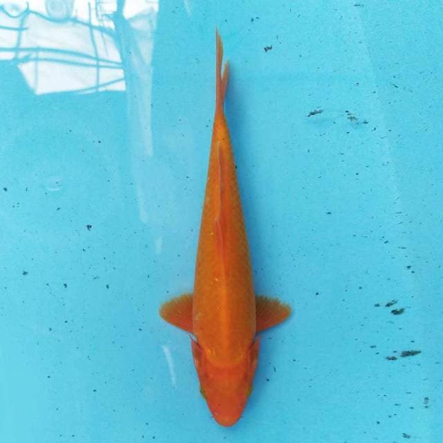 Benigoi 21 cm
