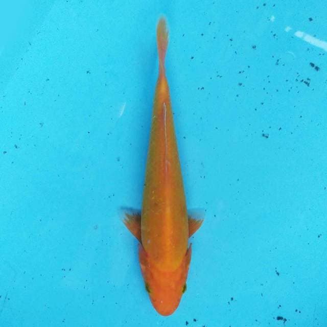 Red Karashi 20 cm