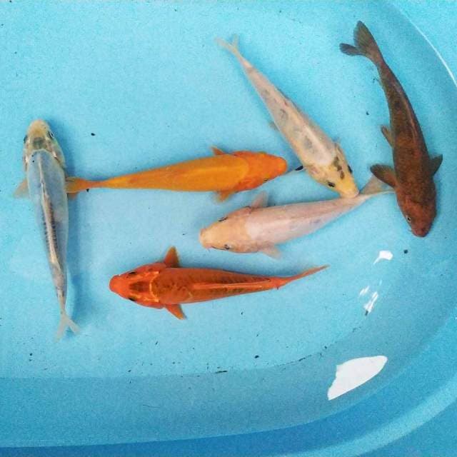 Paket Mix 6 ekor 19-20 cm
