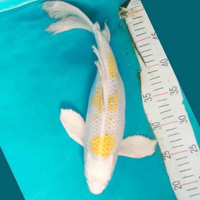 Kumpay Kin showa 35cm