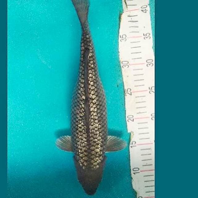 Soragoi Ginrin 34cm