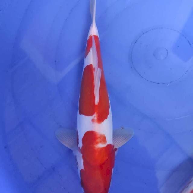 Kohaku Doitsu