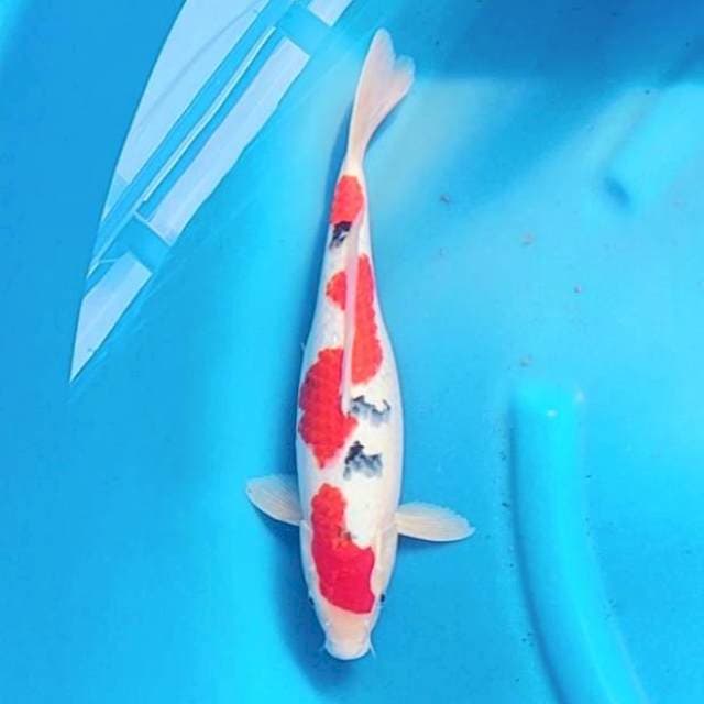 Sanke 35cm