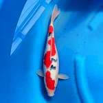 Sanke 35cm