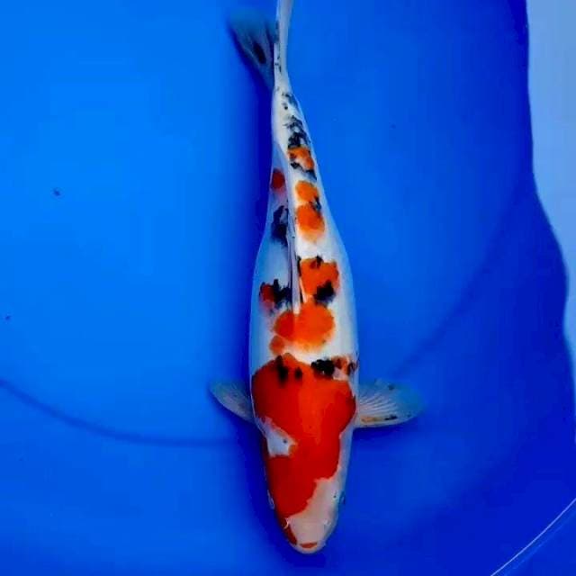 35cm SANKE