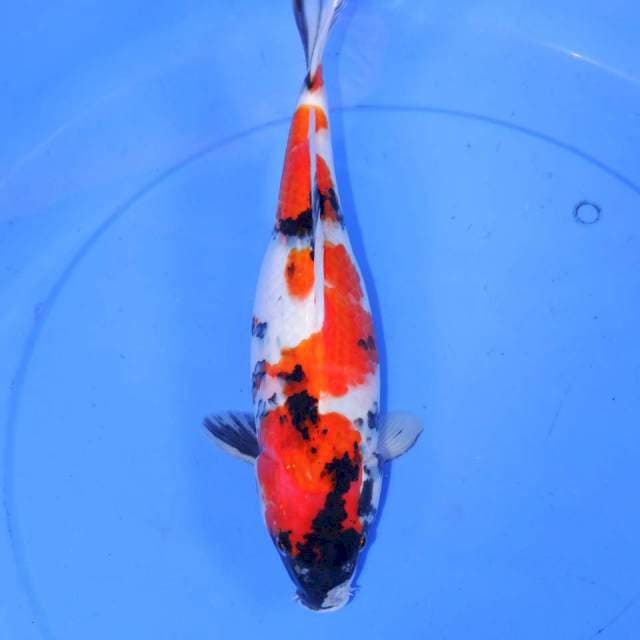 35cm INDAI SHOWA