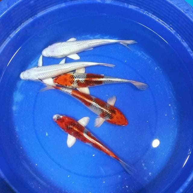 Platinum n kujaku
