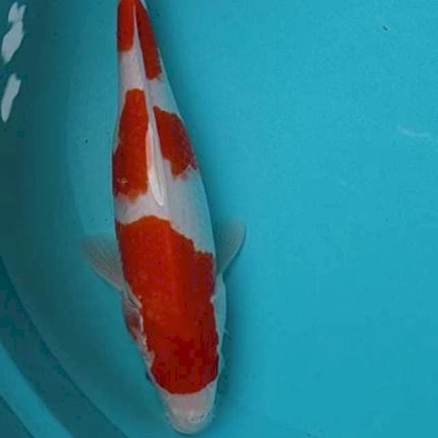 Kohaku 30 cm
