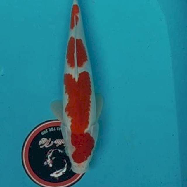 Kohaku 32 cm