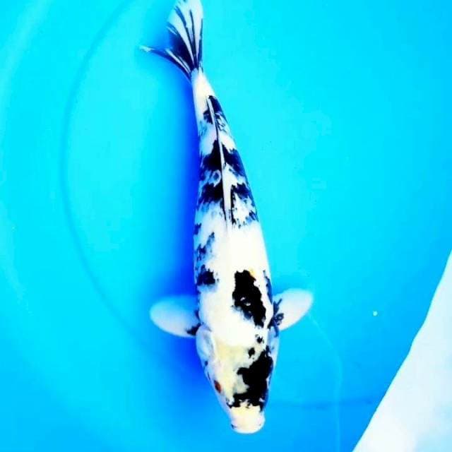 34cm SHIRO