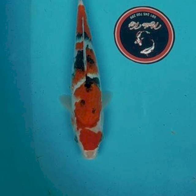 Sanke maruten 32 cm