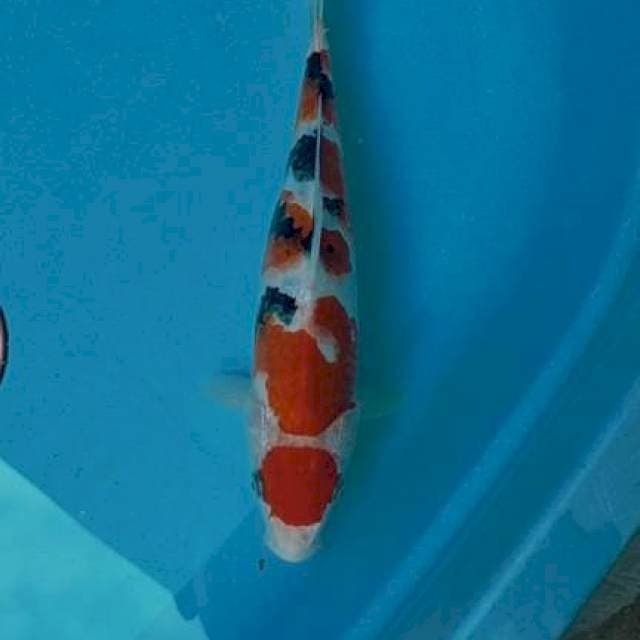 Sanke maruten 31 cm