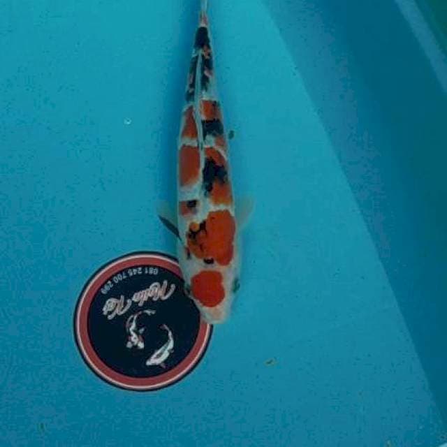 Sanke maruten 30 cm