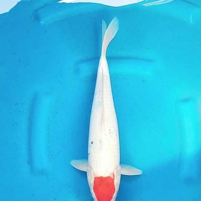 Tancho Sanke 36cm