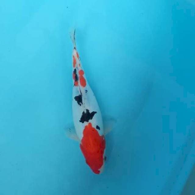 Sanke doitsu size 24cm