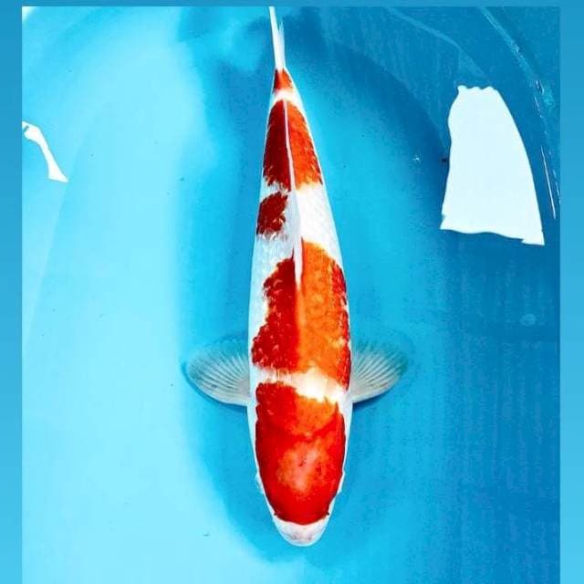 Kohaku Ginrin, male 45 cm