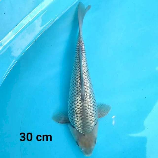 Soragoi Ginrin Munuk 30 cm