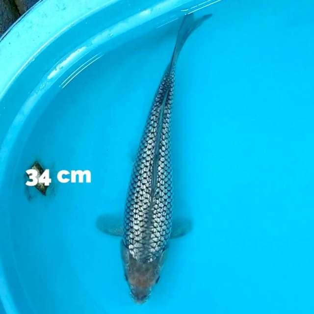 Soragoi Ginrin Rapi 34 cm