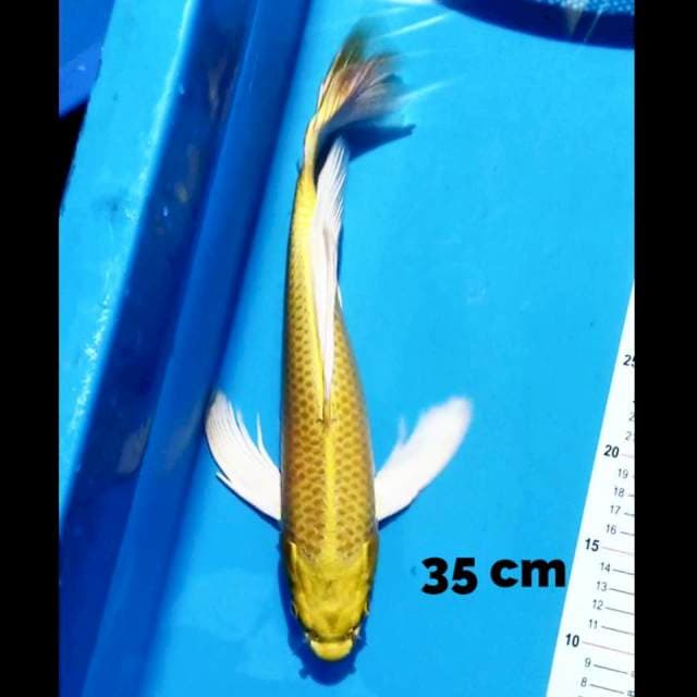 Kumpay Yamabuki Ogon 35 cm