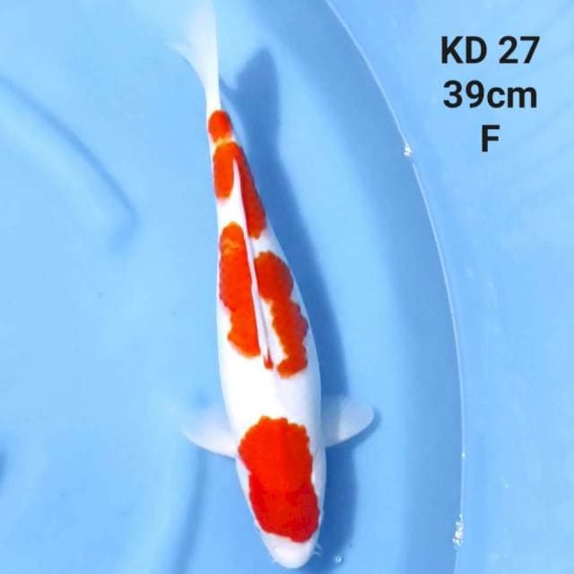 KOHAKU ORIGINAL PATTERN