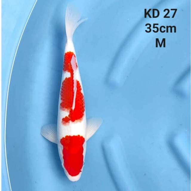 KOHAKU JUMBO TOSAI