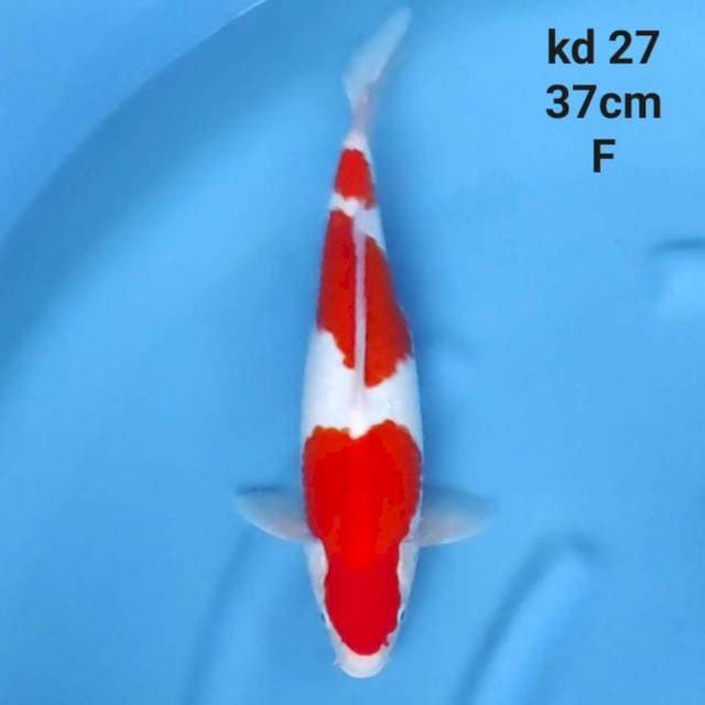 KOHAKU JUMBO TOSAI HOT