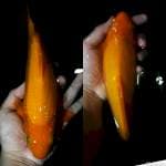 Karasi Jagung, 30cm, Calon 🦏